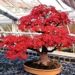 Amur Maple (Acer Ginnala Flame) 30 seeds