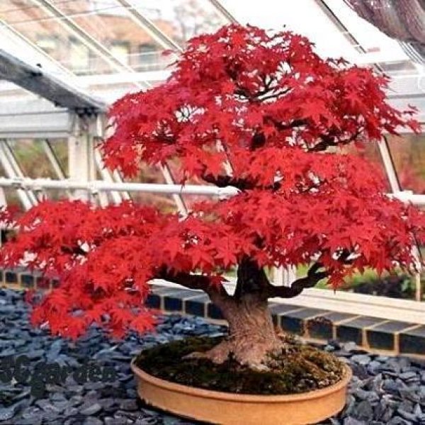 Acer Tataricum subsp. Ginnala ‘Flame’ Flame Amur Maple Tree seeds
