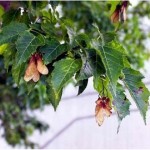 Flame Amur Maple (Acer Ginnala Flame) 7 seeds