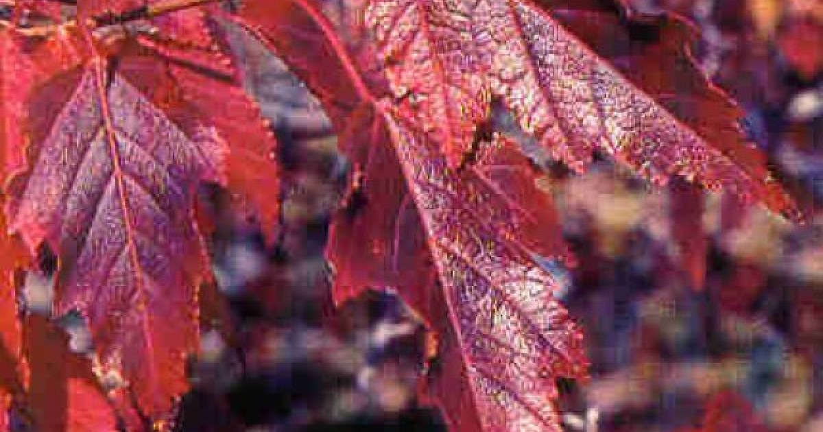 Buy Flame Amur Maple Acer Ginnala Flame 7 Seeds Online Seeds Hobbyseeds Store