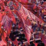 Amur Maple (Acer Ginnala Flame) 30 seeds