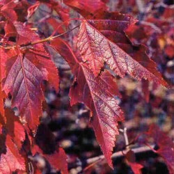 Flame Amur Maple (Acer Ginnala Flame) 7 seeds