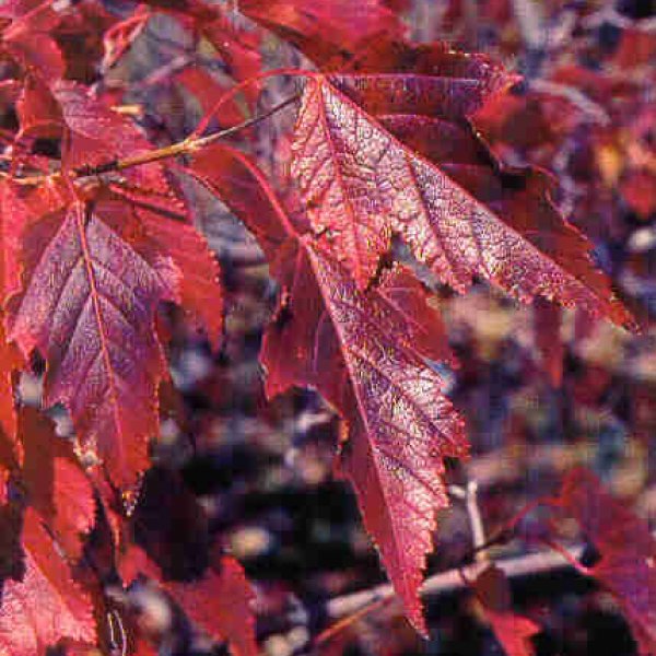 Acer Tataricum subsp. Ginnala ‘Flame’ Flame Amur Maple Tree seeds