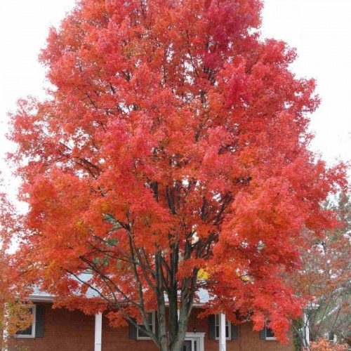 Amur Maple (Acer Ginnala Flame) 30 seeds