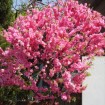 Flowering Almond (Prunus Triloba) 5 seeds