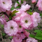 Flowering Almond (Prunus Triloba) 5 seeds