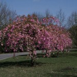 Flowering Almond (Prunus Triloba) 5 seeds