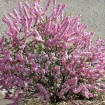 Flowering Almond (Prunus Triloba) 5 seeds