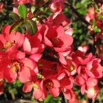 Flowering Chinese Quince (Chaenomeles Speciosa) 25 seeds