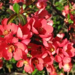 Flowering Chinese Quince (Chaenomeles Speciosa) 10 seeds