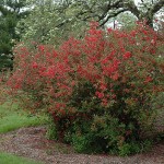 Flowering Chinese Quince (Chaenomeles Speciosa) 10 seeds
