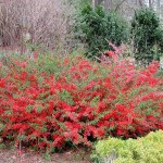 Flowering Chinese Quince (Chaenomeles Speciosa) 25 seeds