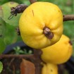 Flowering Chinese Quince (Chaenomeles Speciosa) 25 seeds