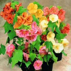 Flowering Maple (Abutilon Hybridum mix) 10 seeds Flowering Maple (Abutilon Hybridum mix) 10 seeds