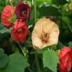 Flowering Maple (Abutilon Hybridum mix) 30 seeds