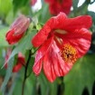 Flowering Maple (Abutilon Hybridum mix) 10 seeds