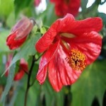 Flowering Maple (Abutilon Hybridum mix) 30 seeds