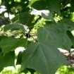 Formosan Gum (Liquidambar Formosana) 200 seeds