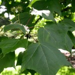 Formosan Gum (Liquidambar Formosana) 10 seeds