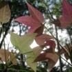 Formosan Gum (Liquidambar Formosana) 10 seeds