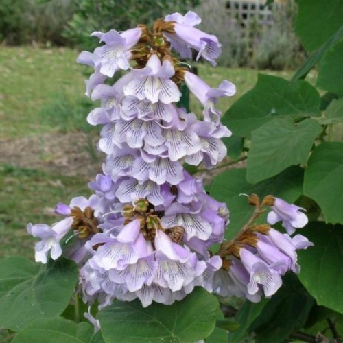 Fortune Tree (Paulownia Fortunei) 100 seeds