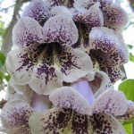 Fortune Tree (Paulownia Fortunei) 100 seeds