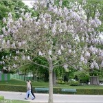 Fortune Tree (Paulownia Fortunei) 500 seeds