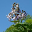 Fortune Tree (Paulownia Fortunei) 100 seeds