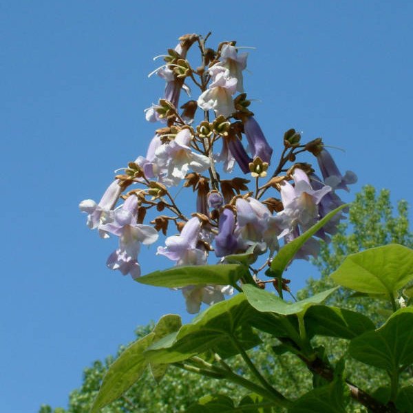 Paulownia fargesii - Trees and Shrubs Online