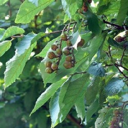 Fortunearia (Fortunearia Sinensis) 10 seeds