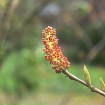 Fortunearia (Fortunearia Sinensis) 5 seeds