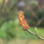 Fortunearia (Fortunearia Sinensis) 10 seeds