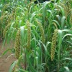 Foxtail Millet (Setaria Italica marcostachya) 200 seeds