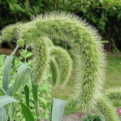 Foxtail Millet (Setaria Italica marcostachya) 200 seeds