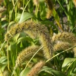 Foxtail Millet (Setaria Italica marcostachya) 50 seeds
