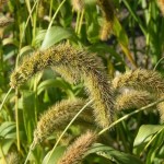 Foxtail Millet (Setaria Italica marcostachya) 400 seeds