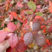 Fragrant Lemon Sumac (Rhus Aromatica) 10 seeds