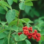 Fragrant Lemon Sumac (Rhus Aromatica) 20 seeds