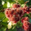 Fragrant Lemon Sumac (Rhus Aromatica) 20 seeds