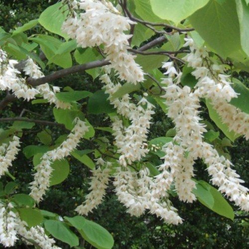 Fragrant Snowbell (Styrax Obassia) 6 seeds