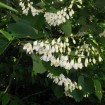 Fragrant Snowbell (Styrax Obassia) 3 seeds