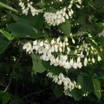 Fragrant Snowbell (Styrax Obassia) 6 seeds