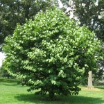 Fragrant Snowbell (Styrax Obassia) 3 seeds