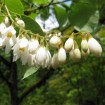 Fragrant Snowbell (Styrax Obassia) 3 seeds