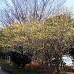 Fragrant Wintersweet (Chimonanthus Praecox) 5 seeds