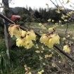 Fragrant Wintersweet (Chimonanthus Praecox) 2 seeds