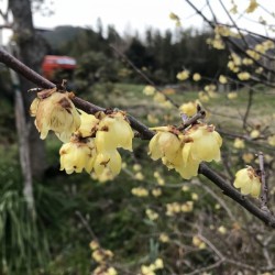 Fragrant Wintersweet (Chimonanthus Praecox) 5 seeds