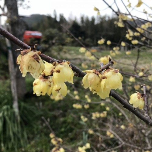 Fragrant Wintersweet (Chimonanthus Praecox) 2 seeds