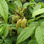 Fragrant Wintersweet (Chimonanthus Praecox) 5 seeds