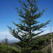 Fraser Fir (Abies Fraseri) 25 seeds